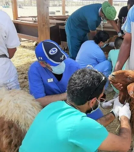 مواشي الشرقية تحصل على الجرعة الثانية.. ضد الحمى القلاعية