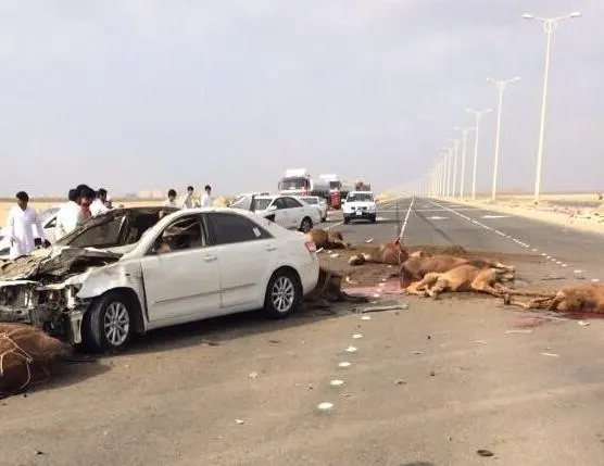 حوادث الإبل مع السيارات لن تُقيد ضد مجهول.. منصة إلكترونية تتيح التعرف على ملاكها
