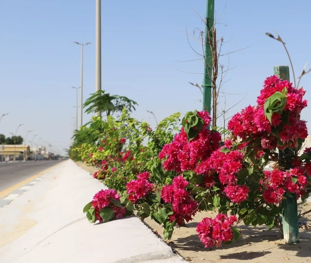 “جاتورفا” و”أكاسيا” و”الجهنمية” تزين شوارع رأس تنورة