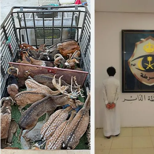 يمني يبحث عن الثراء السريع بتهريب الغزلان والوعول
