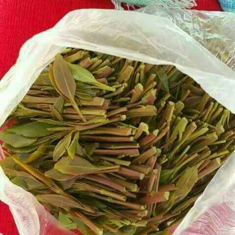 جازان.. إحباط تهريب 300 كيلو قات