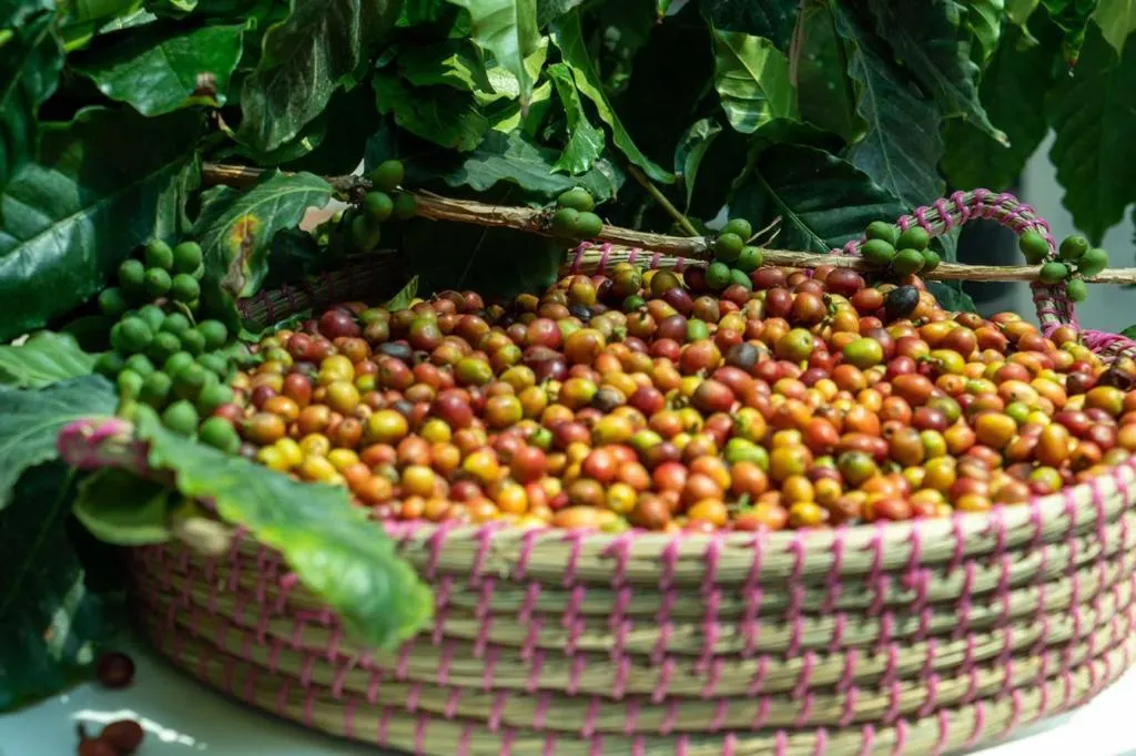 الذهب السعودي الأخضر يتلألأ في الجنوب