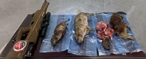 110 آلاف ريال.. غرامة 4 مواطنين اصطادوا 4 حيوانات “وبر” تشبه الفئران