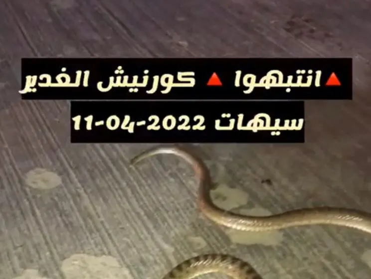 حية كورنيش سيهات “مظلومة”.. وأغلب حيات القطيف “غير سام”