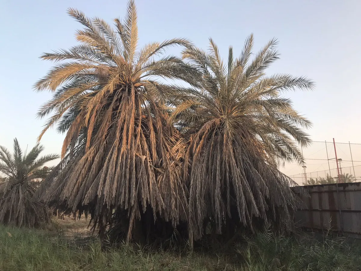[فيديو] النخلة الوحشية