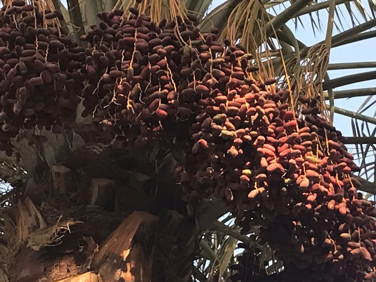[فيديو] الموسم يقترب.. خلال الماجي يبدأ “الصَّباغ”