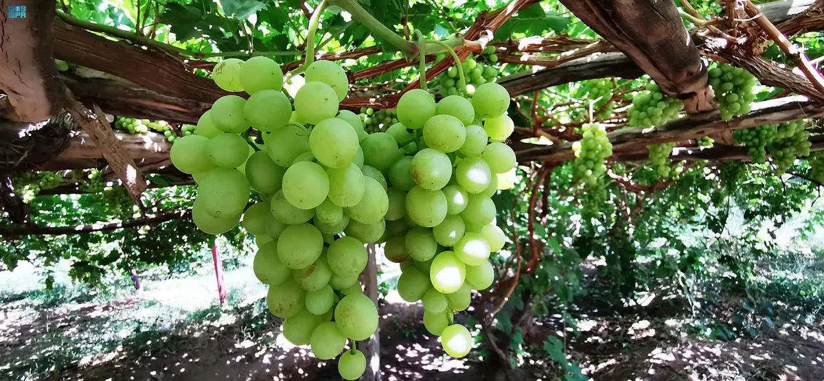 عنب نجران في الأسواق