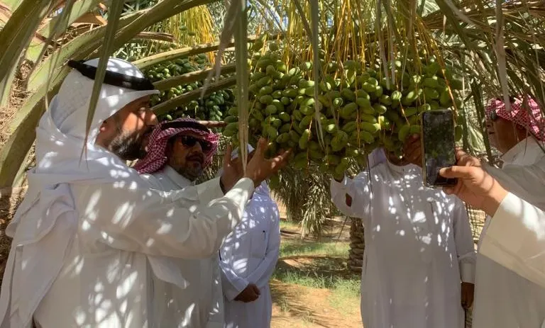 مكافحة حلم الغبار في حملة زراعية