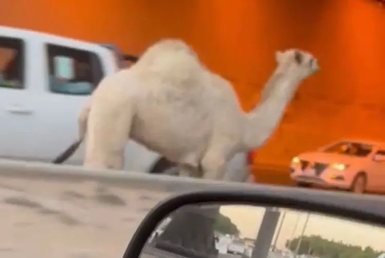 بيع الإبل يدخل عصر «العقد الموثق»