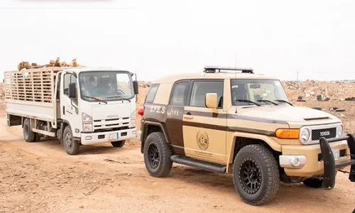 مليون ريال غرامة 24 سعودياً بسبب 67 متراً مكعباً من الحطب