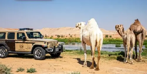 مخالفات رعي تكلف 14 مواطناً ومقيماً 122 ألف ريال