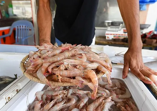 اليوم .. 1400 مركب صيد تُدير ظهرها للربيان