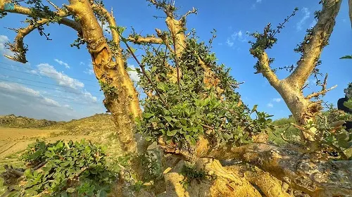 شجرة البشام.. بلسم مكة