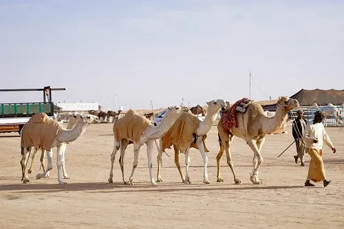 الجوف.. مبيعات مزاد الإبل تُسجل 46 مليوناً و700 ألف ريال