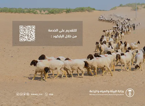 “البيئة”: جمال الدول المجاورة ومواشيها تخرج من الحدود السعودية خلال 7 أشهر