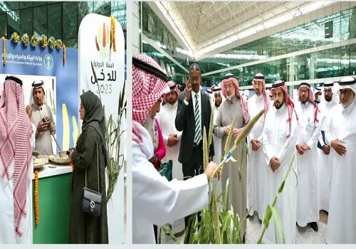 “البيئة”: الدُخن الأكثر ملائمة لتعزيز الأمن الغذائي بالمملكة