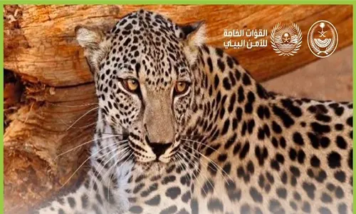 الأمن البيئي: عقوبة صيد النمر العربي 400 ألف ريال