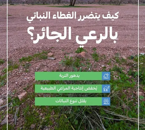 “البيئة” تجدد التحذير: الرعي الجائر يسبب 3 مشكلات بيئية