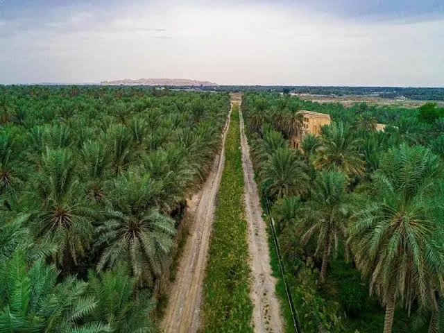 60 مليار مبادرات وبرامج.. “الأحساء” واحة خضراء ومصدرًا للأمن الغذائي