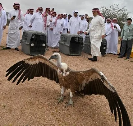 وعول وظباء وقطا ويمام في متنزه بيضاء المدينة