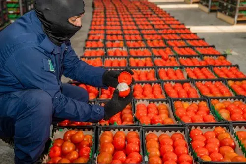 يقظة الجمارك.. شاحنة رمان وطماطم ملغمة بمليونين من حبوب المخدرات