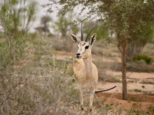ظباء الريم في متنزه الزلفي