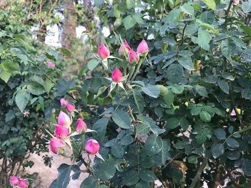 بوادر ربيع القطيف