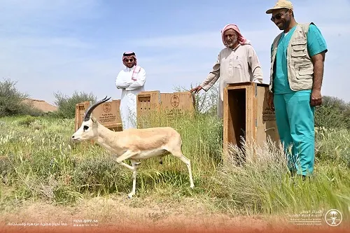 بعد الزلفي.. ظباء الريم تنطلق في متنزه ثادق