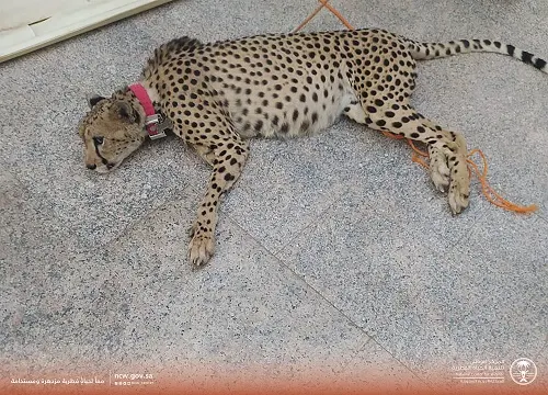 الحياة الفطرية: السيطرة على فهد و ذئب وأصلة بحوزة مواطن