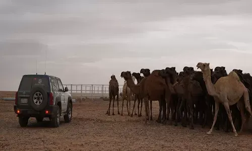 بعد انتهاء المهلة المحددة.. إخراج الإبل السائبة من “حرة الحرة”
