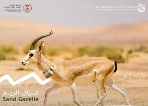 19 من غزال الريم تسرح وتمرح في الخنفة