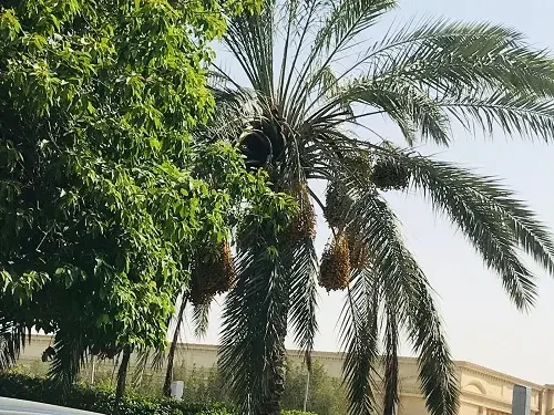 مسؤول بلدي سابق: تمور الشوارع هدر لنعمة تدوسها عجلات السيارات