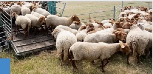 %40 ارتفاع واردات المواشي الحية خلال عام