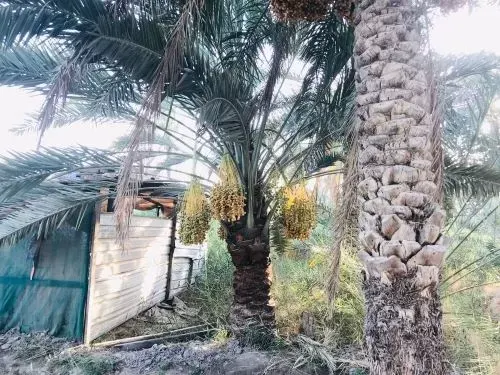 “نشوة” غير شرعية.. وشريفة…!