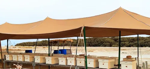 عسل منغروف القطيف.. هل يجتاز اختبار السنة الثالثة ..؟