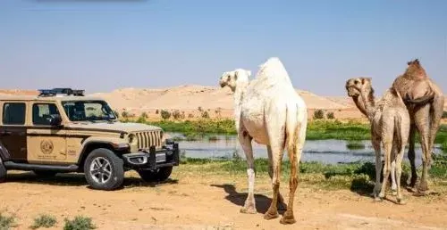 مهلة الشهر الأخير.. عودة مواشي الدول المجاورة إلى أراضيها