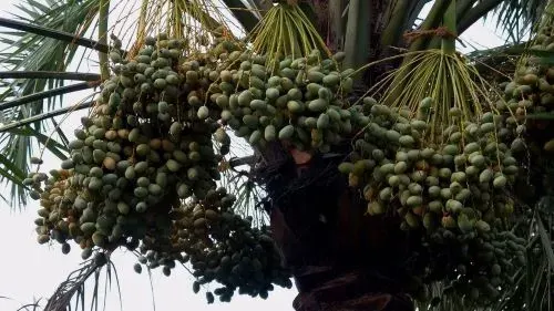 سُخط الفقراء يهجو الأغنياء بـ نخلة..!