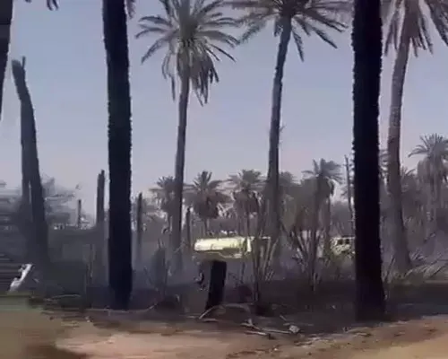 للمرة الثانية.. حرارة الصيف تُشعل نخيل الأحساء