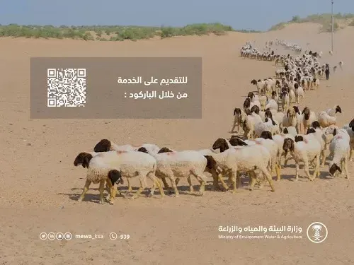 60 يومًا على انتهاء مهلة عودة مواشي غير السعوديين إلى دولهم