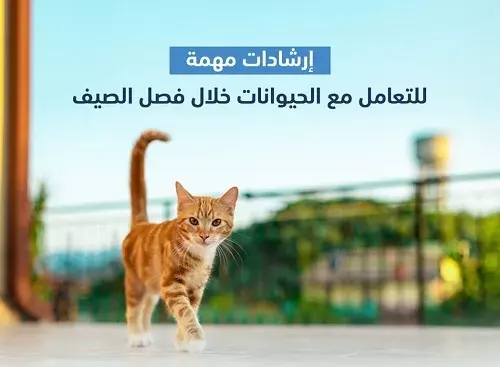 لسان حال “البيئة”: ارحموا الحيوانات من الشمس