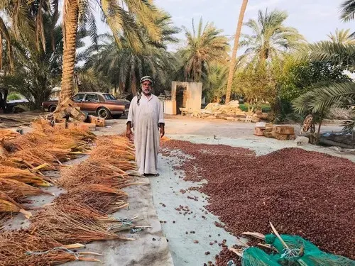 بكيرات