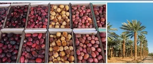 1.6 مليون طن سنوياً.. السعودية الأولى عالمياً في صادرات التمور