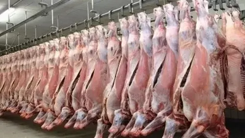 مسلخ حفر الباطن يستقبل 5000 أضحية في عيد الأضحى