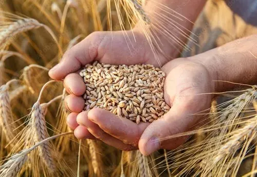 132 مليون ريال لمزارعي القمح
