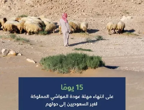 15 يوماً على عودة مواشي غير السعوديين إلى دولهم