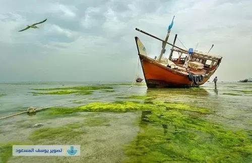 القطيف واحة الابداع