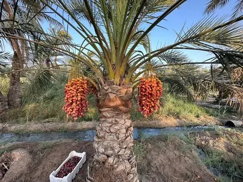 طبيعة القطيف