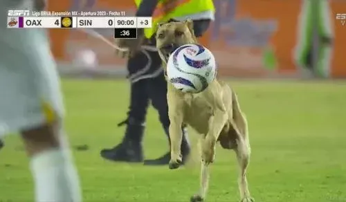 كلب يقتحم مباراة في الدوري المكسيكي و”يسرق” الكرة من اللاعبين