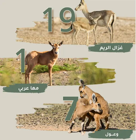 ٢٧ ولادة للمها والوعل والريم في محمية الملك سلمان