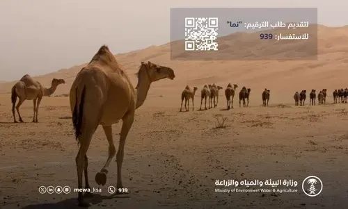 البيئة: حظر بيع و شراء و نقل ملكية الإبل غير المرقمة